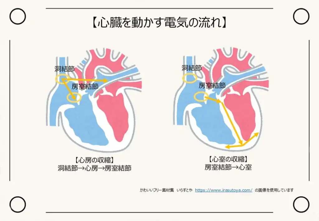 心臓2